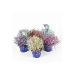 Plantiflor Stacheldrahtpflanze Calocephalus brownii mit Glitzer