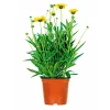 Steingartenstauden im Topf Durchmesser 13 cm*Plantiflor Best