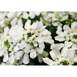 Steingartenstauden im Topf Durchmesser 13 cm*Plantiflor Best