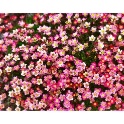 Steingartenstauden im Topf Durchmesser 13 cm*Plantiflor Best