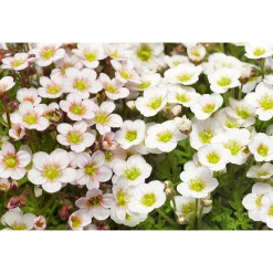 Steingartenstauden im Topf Durchmesser 13 cm*Plantiflor Best