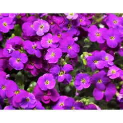 Steingartenstauden im Topf Durchmesser 13 cm*Plantiflor Best