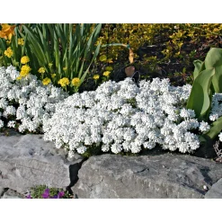 Steingartenstauden im Topf Durchmesser 13 cm*Plantiflor Best