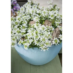 Steingartenstauden im Topf Durchmesser 13 cm*Plantiflor Best