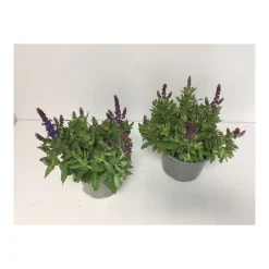 Steppen-Salbei P13*Plantiflor New