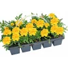 Studentenblume Tagetes 10er Tray*Plantiflor Outlet
