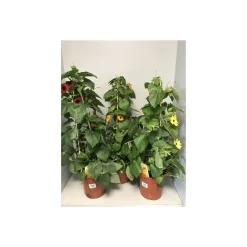 Plantiflor Thunberigen Pyramide verschiedene Farben T19