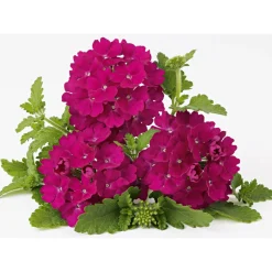 Plantiflor Verbene Temari weiß und rosa/rot T10,5