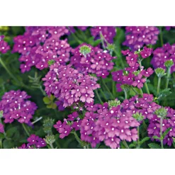 Plantiflor Verbene Temari weiß und rosa/rot T10,5