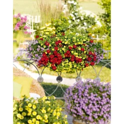 Plantiflor Verbene Temari weiß und rosa/rot T10,5