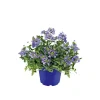Verbene verschiedene Farben T13^Plantiflor Clearance