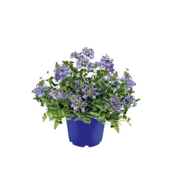 Verbene verschiedene Farben T13^Plantiflor Clearance