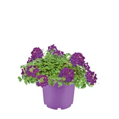 Verbene verschiedene Farben T13^Plantiflor Clearance