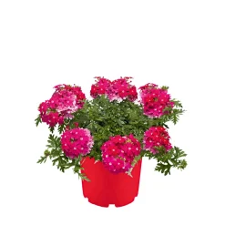 Verbene verschiedene Farben T13^Plantiflor Clearance