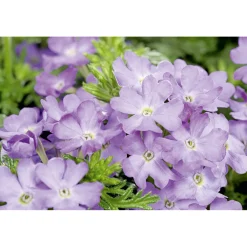 Verbene verschiedene Farben T13^Plantiflor Clearance