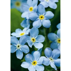 Vergissmeinnicht im Topf Durchmesser 11 cm*Plantiflor Clearance