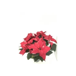 Plantiflor Weihnachtsstern Skystar T17