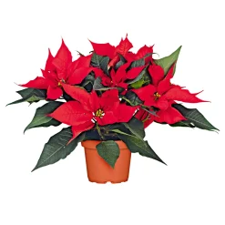 Weihnachtsstern Euphorbia pulcherrima ca 35 cm*Plantiflor Outlet