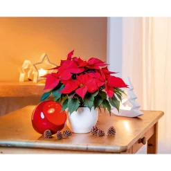 Weihnachtsstern Euphorbia pulcherrima ca 35 cm*Plantiflor Outlet