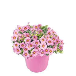 Zauberglöckchen, Topf Ø 13 cm^Plantiflor Discount