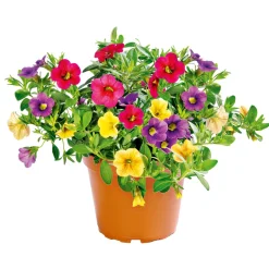 Zauberglöckchen dreifarbig Topf Durchmesser 12 cm*Plantiflor Hot