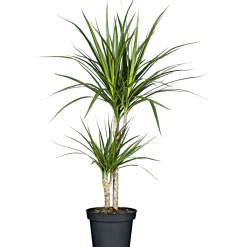Plantiflor ZGRÜ Dracaena 2er Tuff T17 75-80 cm