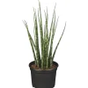 ZGRÜ Sansevieria Spagetti Mix T12 H35 cm*Plantiflor Clearance