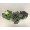 Zierkohl Brassica-Mix T12^Plantiflor Online