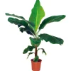 Zimmer-Banane Topf Durchmesser 21 cm*Plantiflor Best