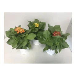 Plantiflor Zinnie verschiedene Farben T13