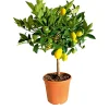 Plantiflor Zitrus-Ministamm Topf Durchmesser 20 cm