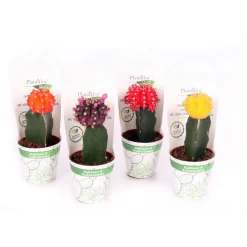 ZKAK Kaktus gepropft Mix Farben T9 PC^Plantiflor Outlet