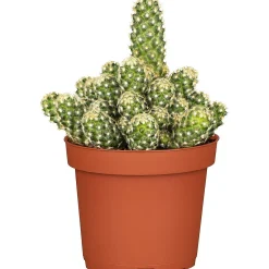 Plantiflor ZKAK Kaktus Mix 25 cm T8,5 PC