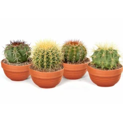 ZKAK Kaktus Mix Schale T13 H 30^Plantiflor Online