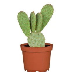 ZKAK Opuntia Mix T5,5 PC^Plantiflor Clearance