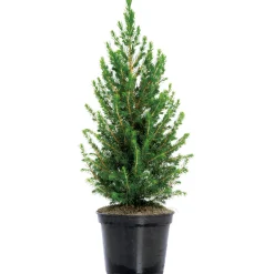 Zuckerhutfichte 80-100 cm*Plantiflor Sale