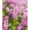 Zwergflieder Flowerfesta Pink Topf Durchmesser 20 cm*Plantiflor Hot
