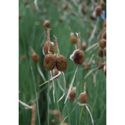 Plantiflor Zwerg-Rohrkolben Topf Durchmesser 13 cm