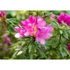 Alpenrose Graziella Topf Durchmesser 23 cm^Plantiflor Outlet