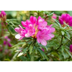 Alpenrose Graziella Topf Durchmesser 23 cm^Plantiflor Outlet