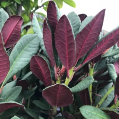 Alpenrose Wine und Roses Topf Durchmesser 23 cm*Plantiflor Online