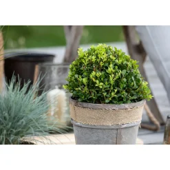 Amerikanische Stechpalme Kleiner Pirate Topf Durchmesser 19 cm*Plantiflor Hot