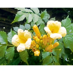 Amerikanische Klettertrompete Flava Topf Durchmesser 17 cm*Plantiflor Best