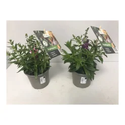 Angelonia Topf Durchmesser 12 cm^Plantiflor Online