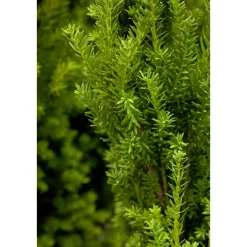 Becher-Eibe Hillii Topf Durchmesser 23 cm*Plantiflor Sale