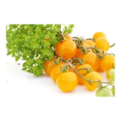 Bio Cocktailtomate Sunviva Topf Durchmesser 10,5 cm^Plantiflor Clearance