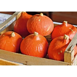 Bio Kürbis Hokkaido Topf Durchmesser 10,5 cm*Plantiflor Discount