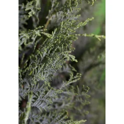 Blaue Säulenzypresse Topf Durchmesser 17 cm*Plantiflor Online