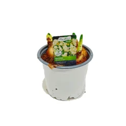 Blumenzwiebel Narzisse Bridal Crown Topf Durchmesser 10,5 cm*Plantiflor Discount