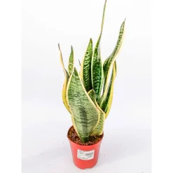 Bogenhanf Laurentii Zeylanica T12*Plantiflor Discount